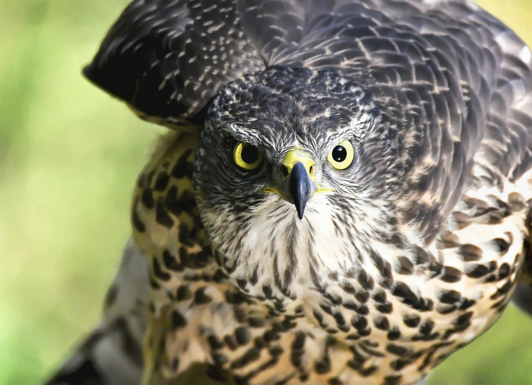 close up of eagle