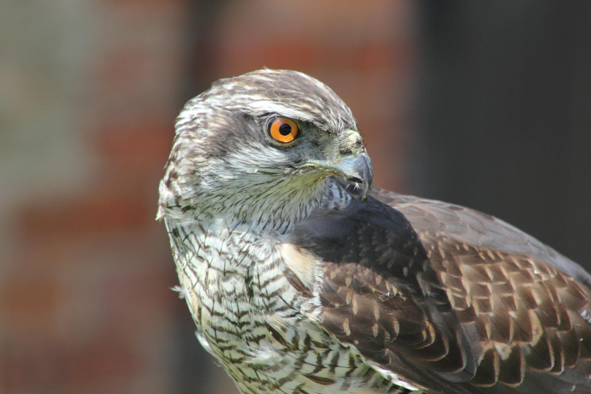 brown and gray eagle