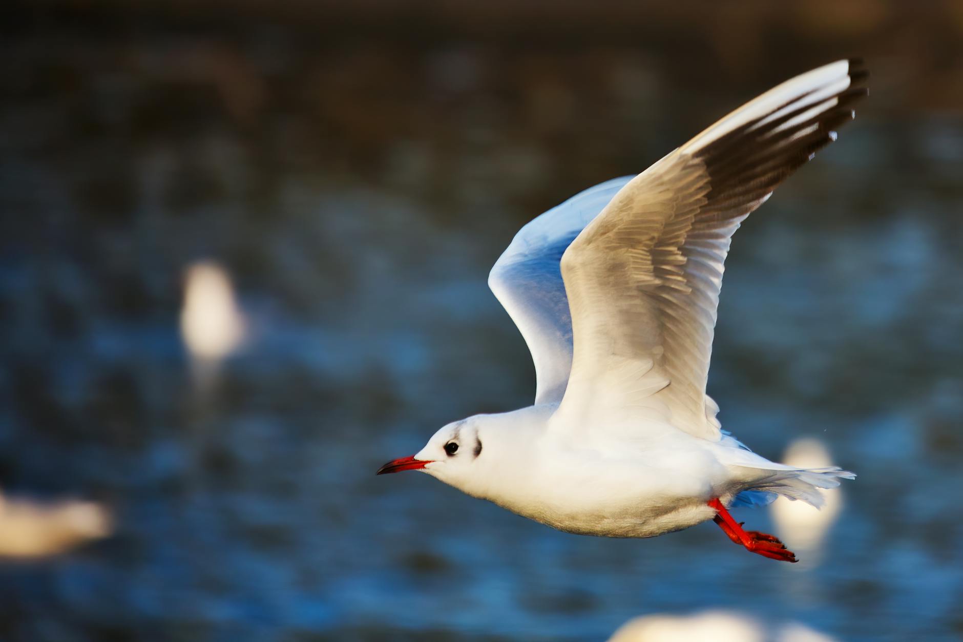 black headed gull flying