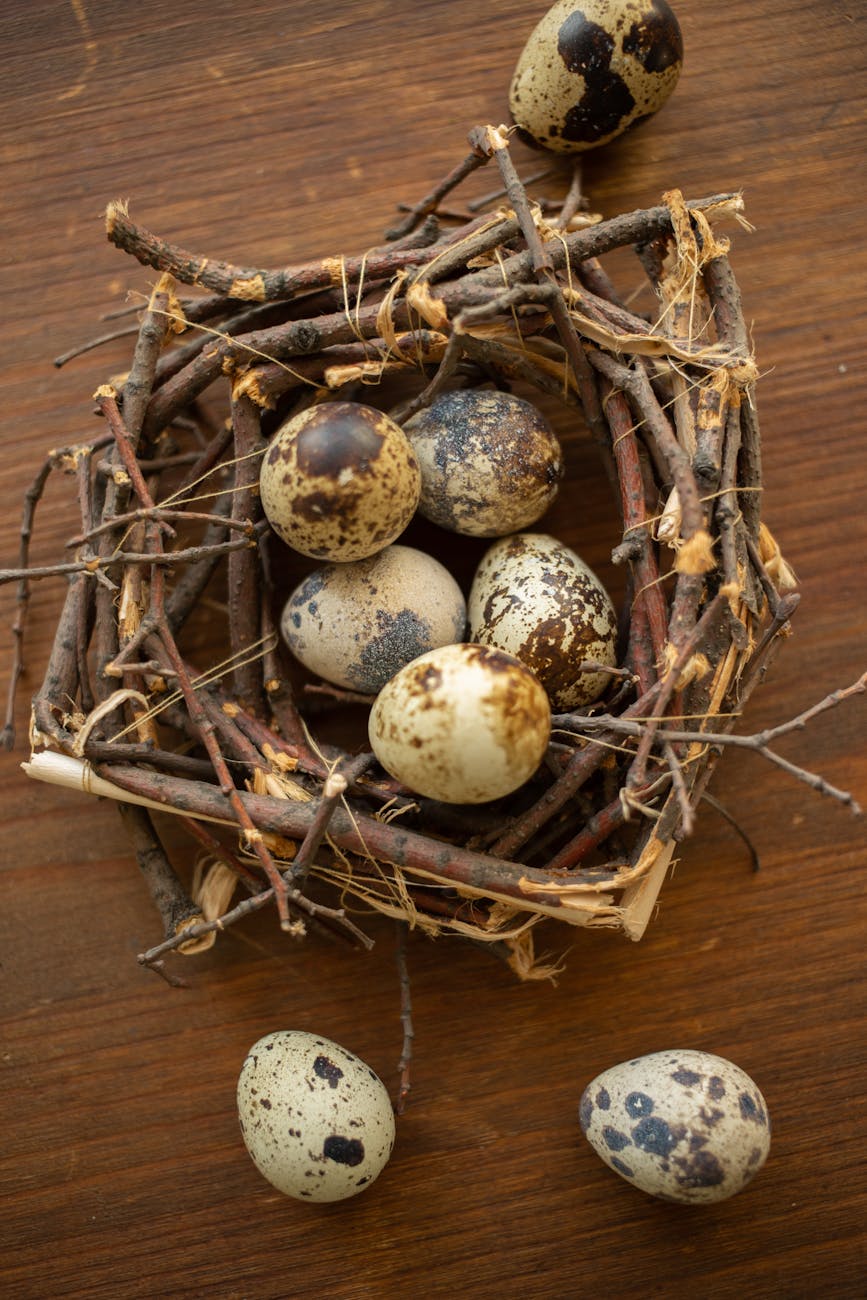 quail eggs in a nest