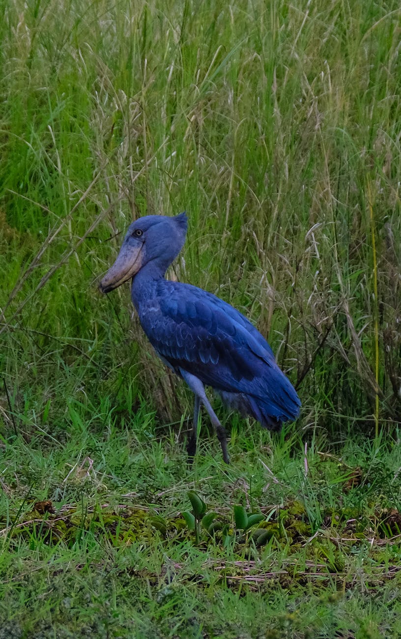 shoebill bird on grassy field in countryside