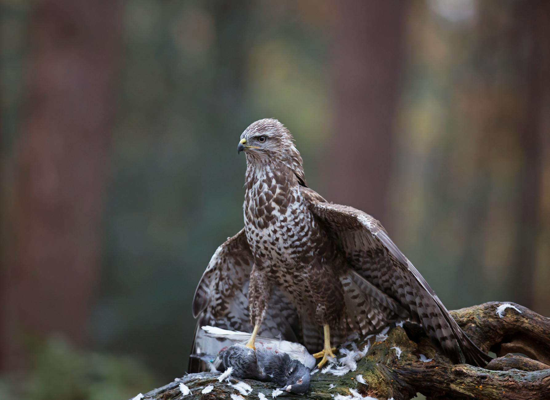 close up photo of brown peregrine falcon