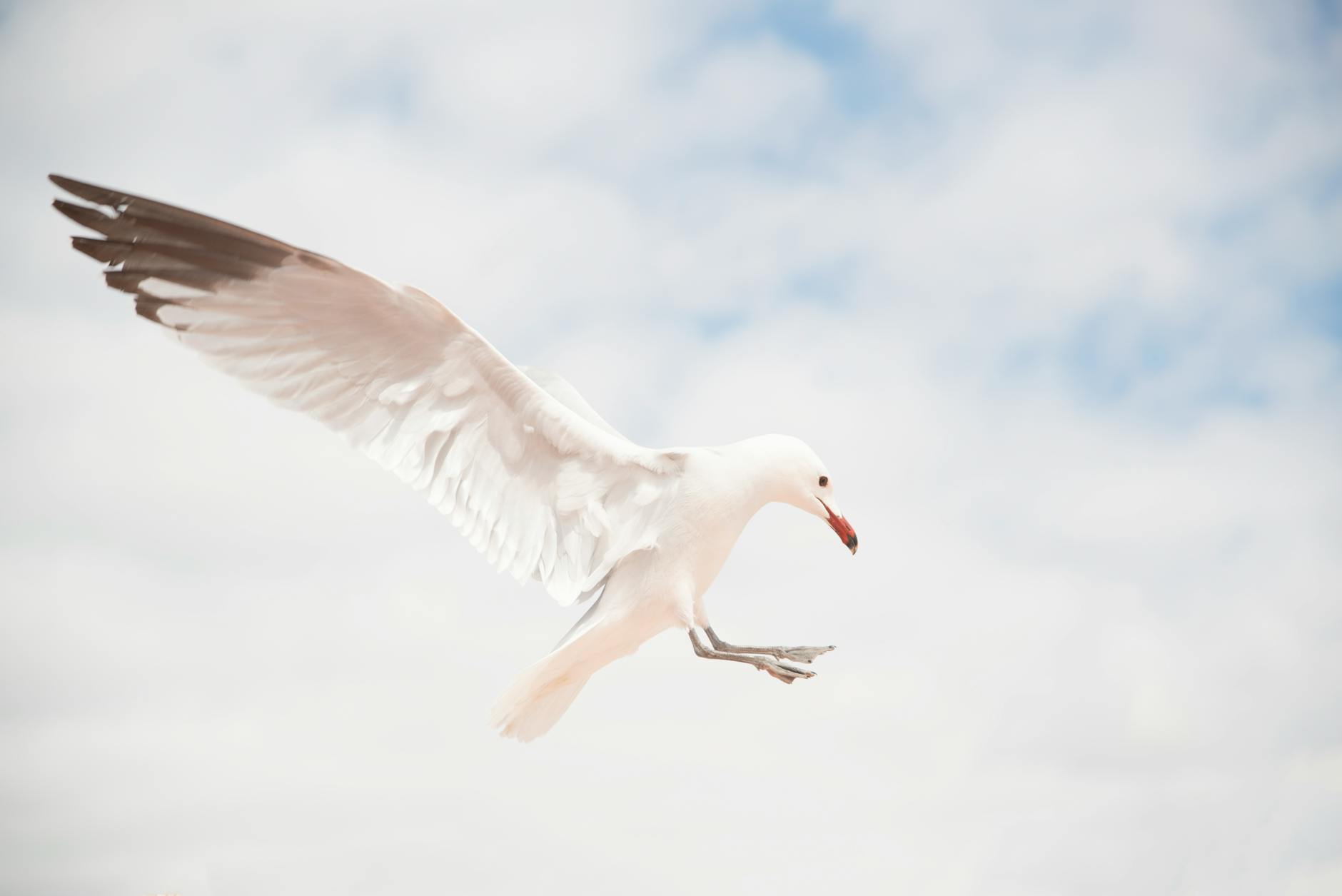 white bird flying