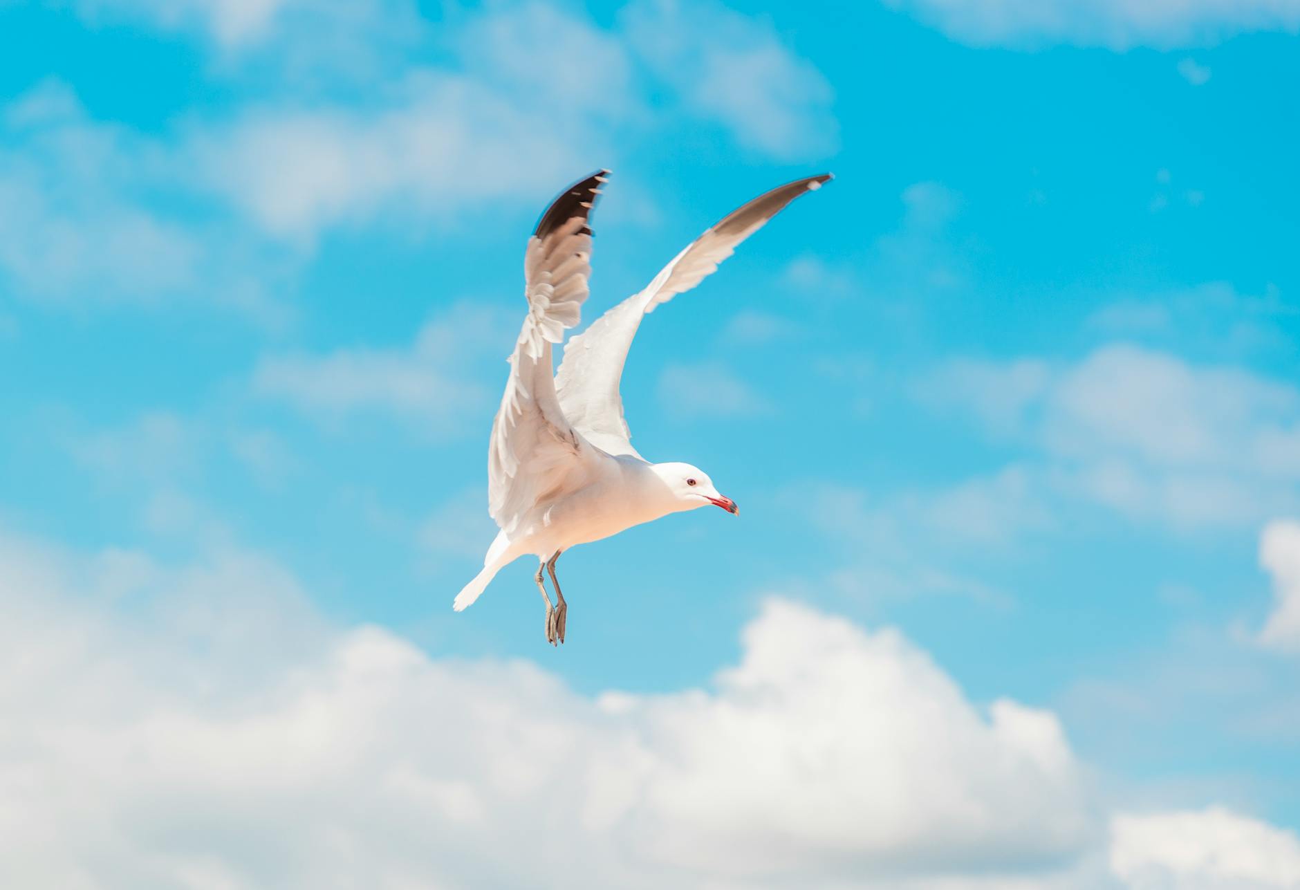 white gull flying under blue sky