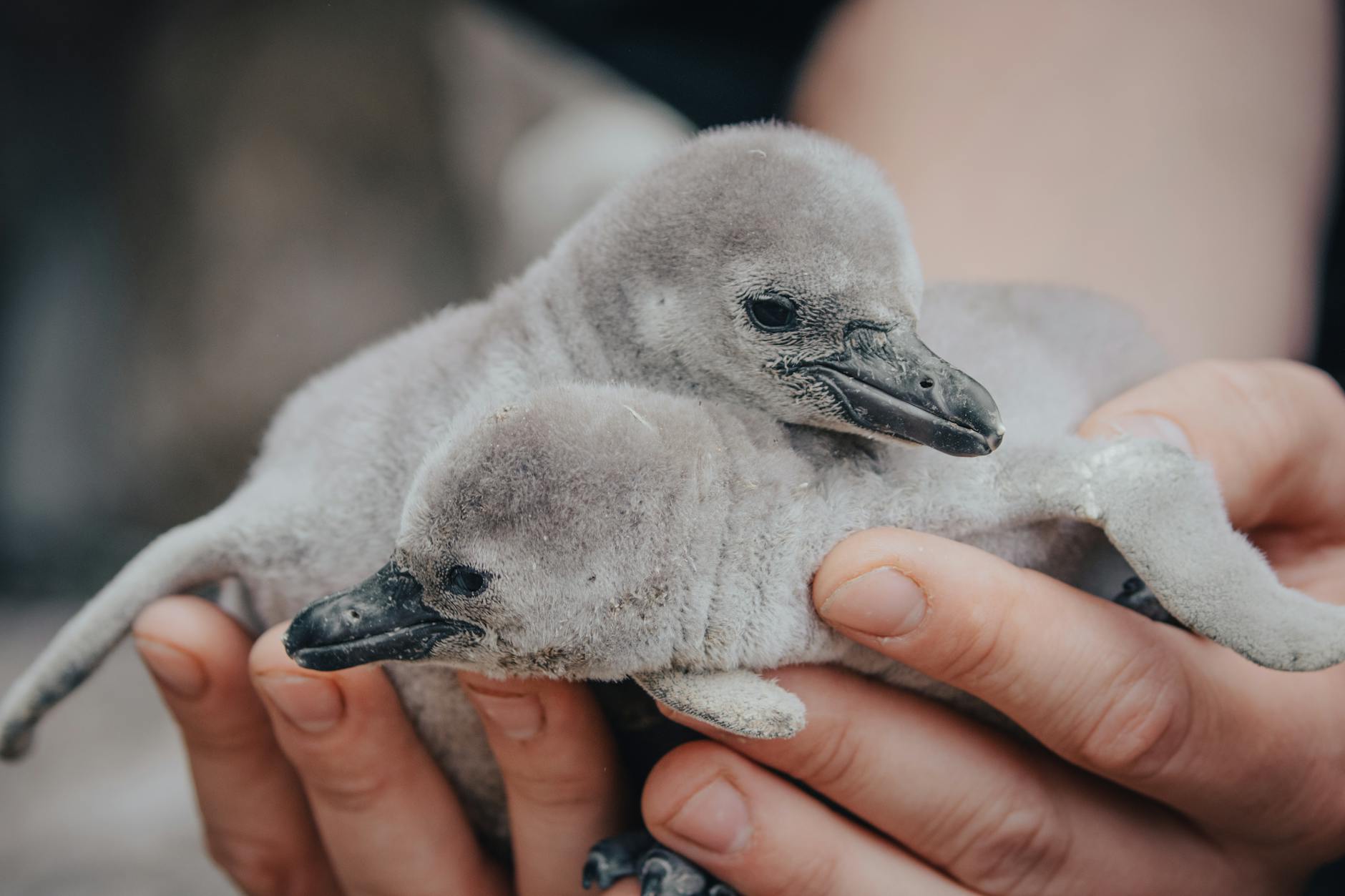 person holding two gray baby penguins