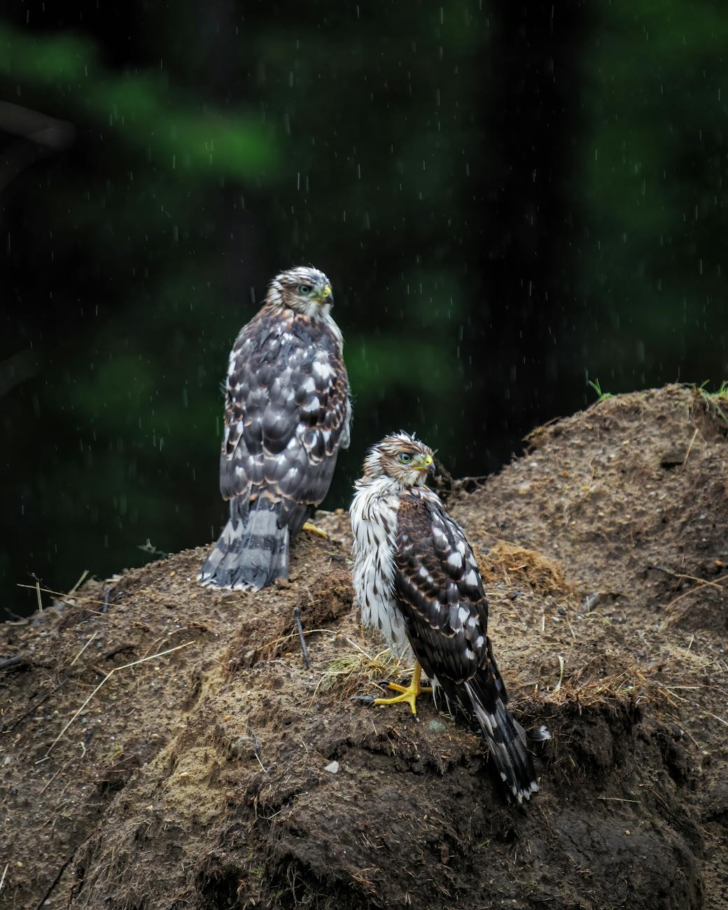 close up of two hawks