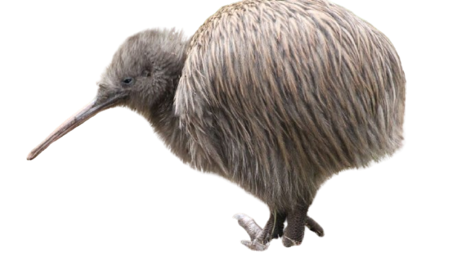 kiwi birds