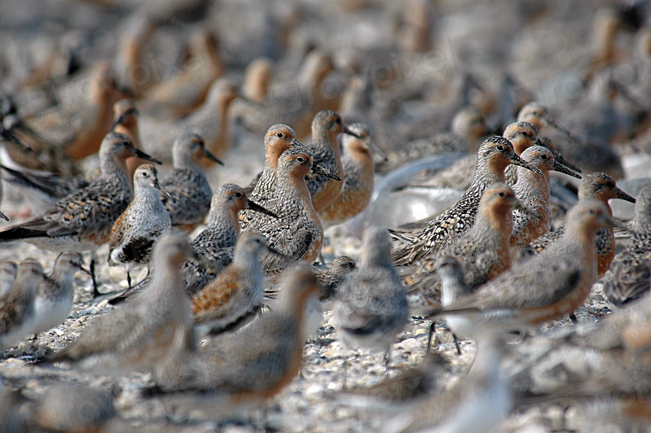 Red knots