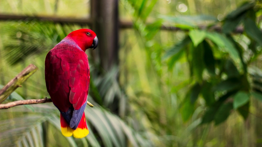 Parrot perching tree branch