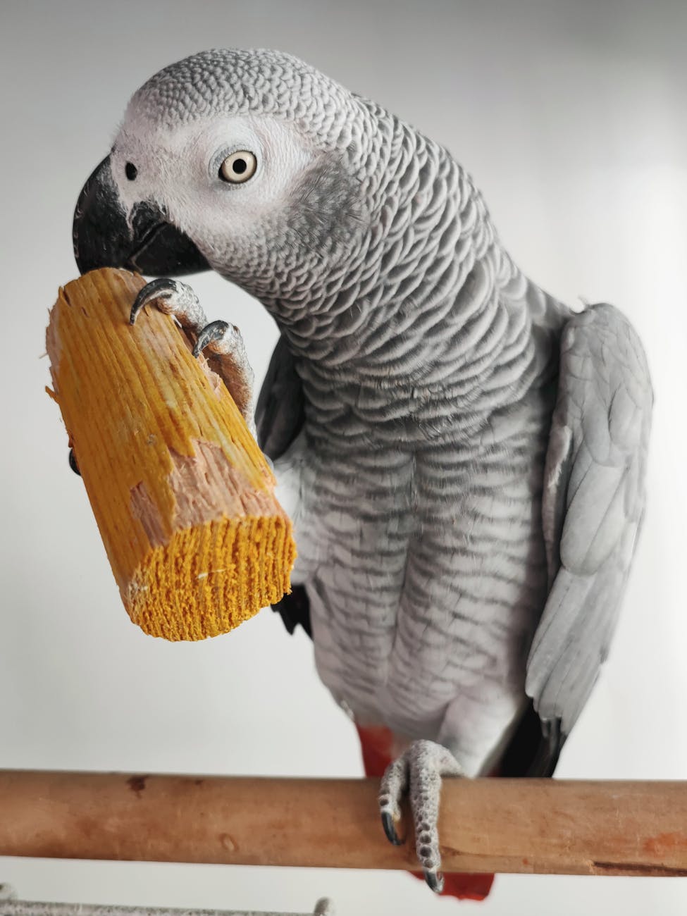 close up shot of a grey parrot