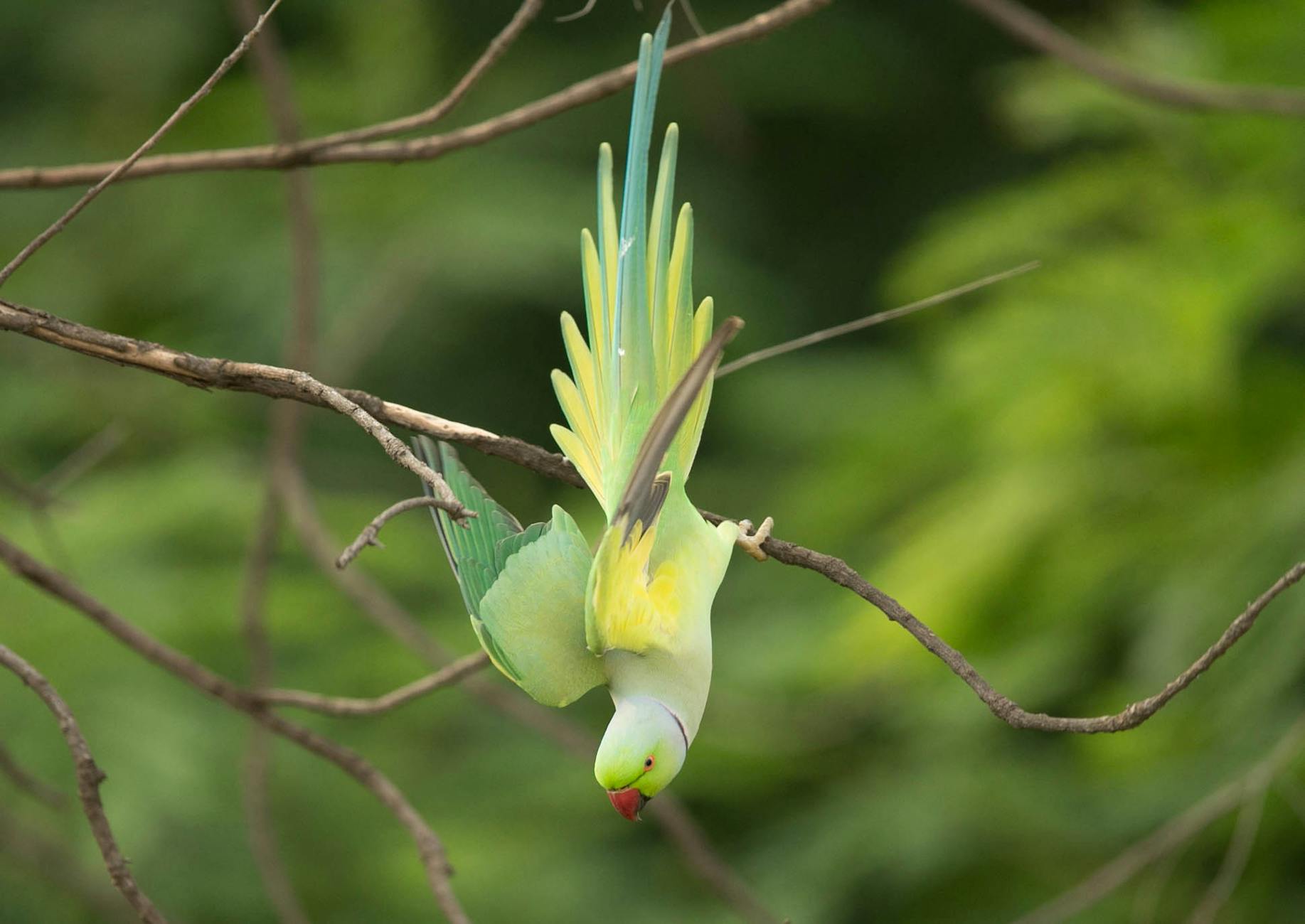 rose ring parakeet