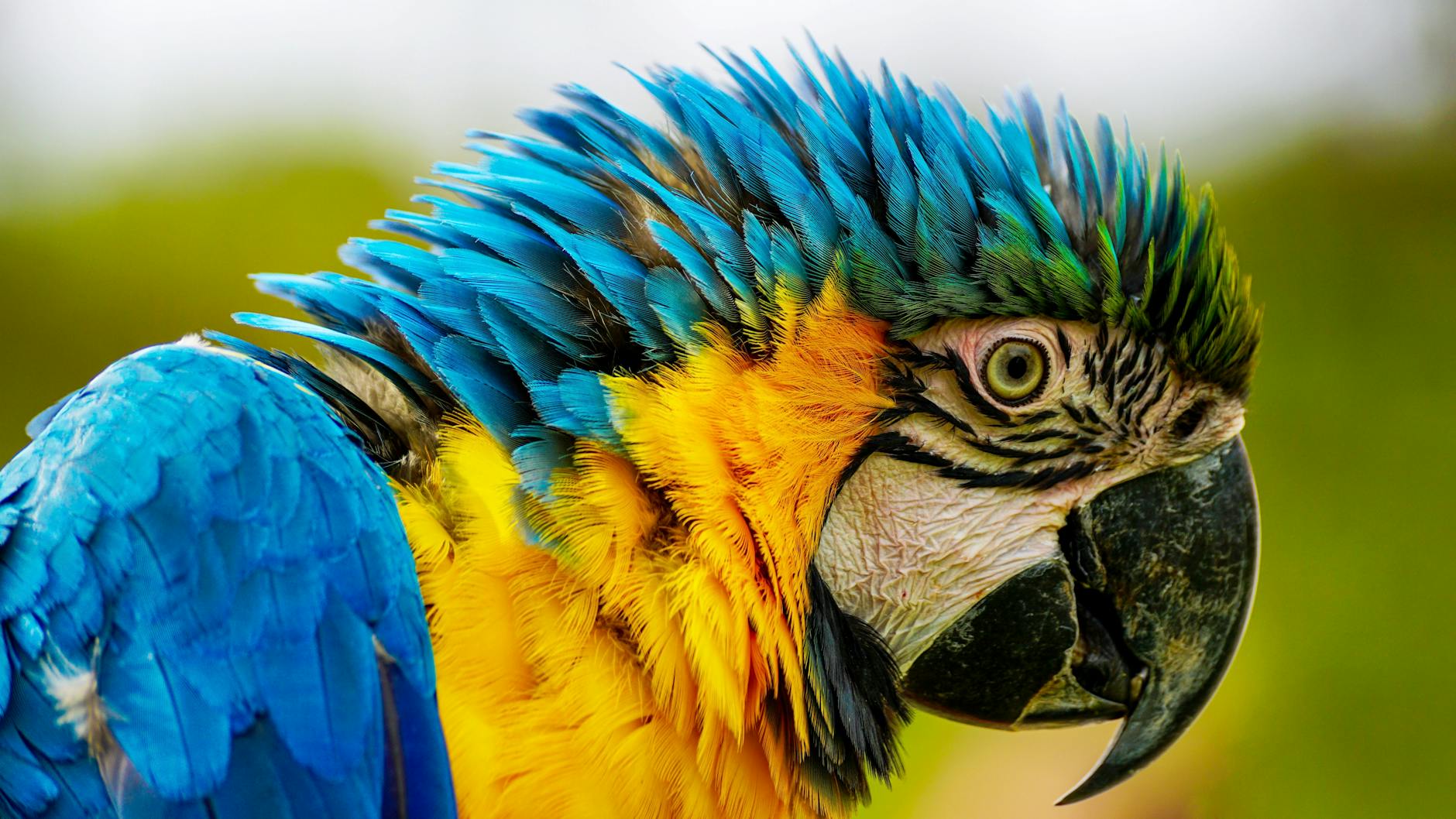 close up photography of blue and yellow macaw