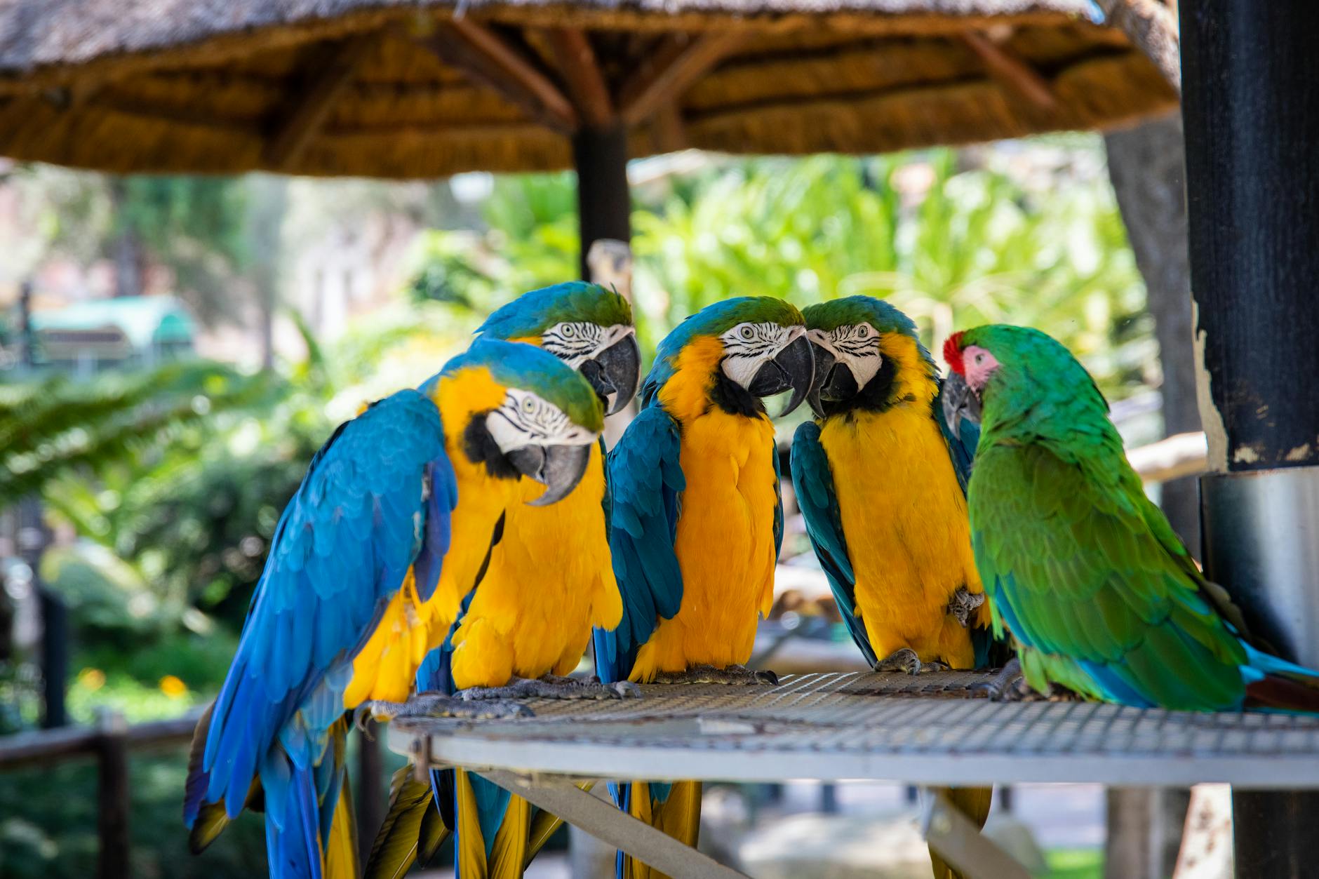 parrots perched on brown wooden surface