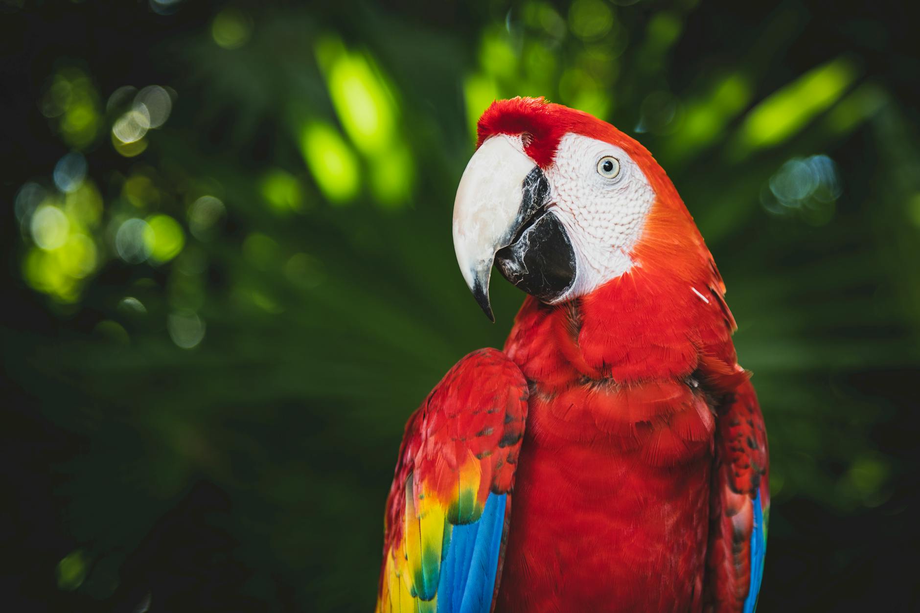 scarlet macaw