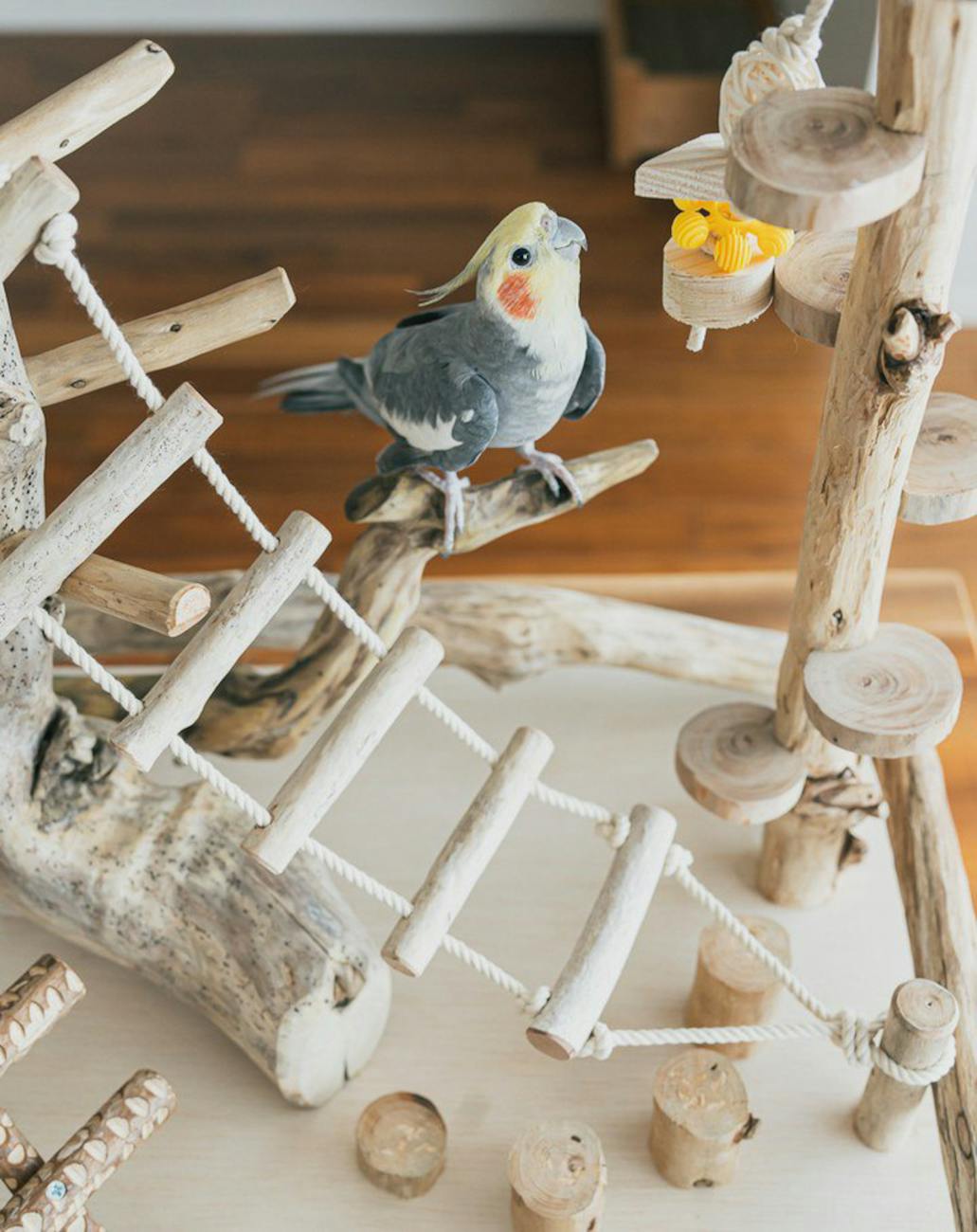 cockatiel parrot in a miniature bird playground