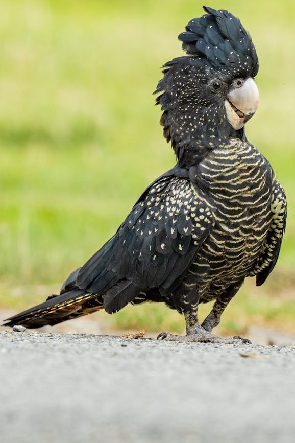 striking black cockatoo in natural habitat