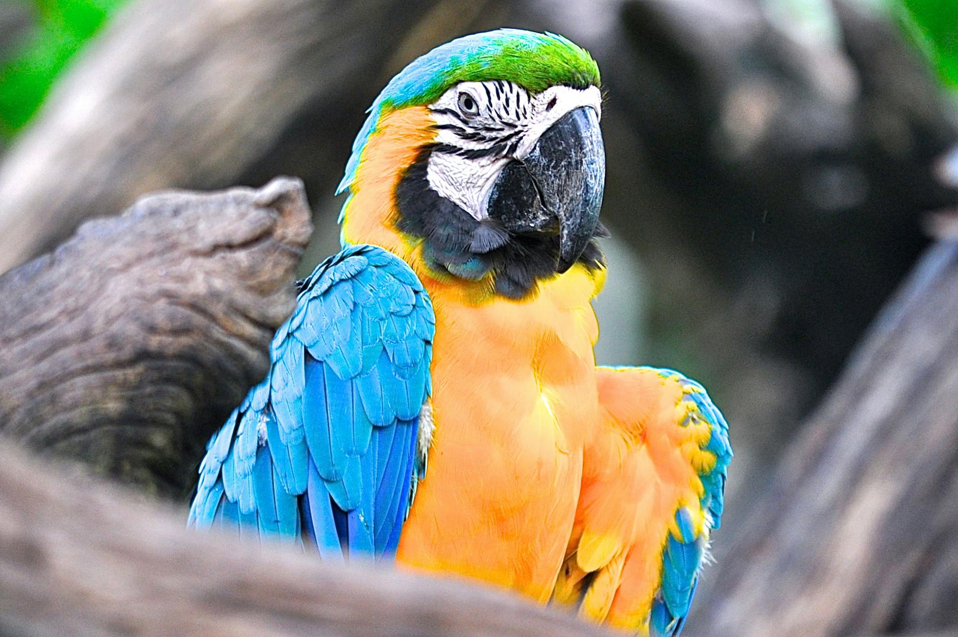 selective focus photography of yellow and blue macaw