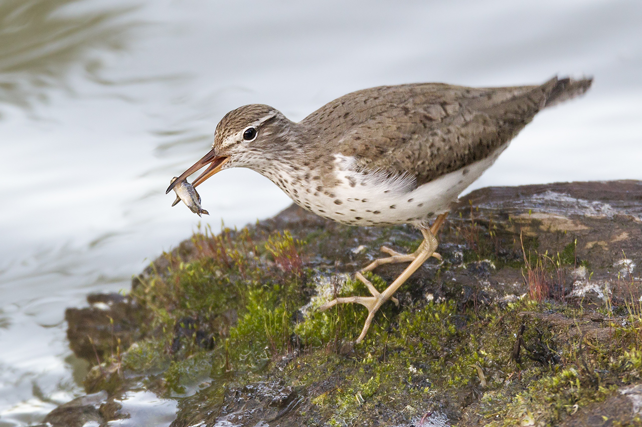 Read more about the article Why Do Birds Like Red Knots Summer in the Arctic?